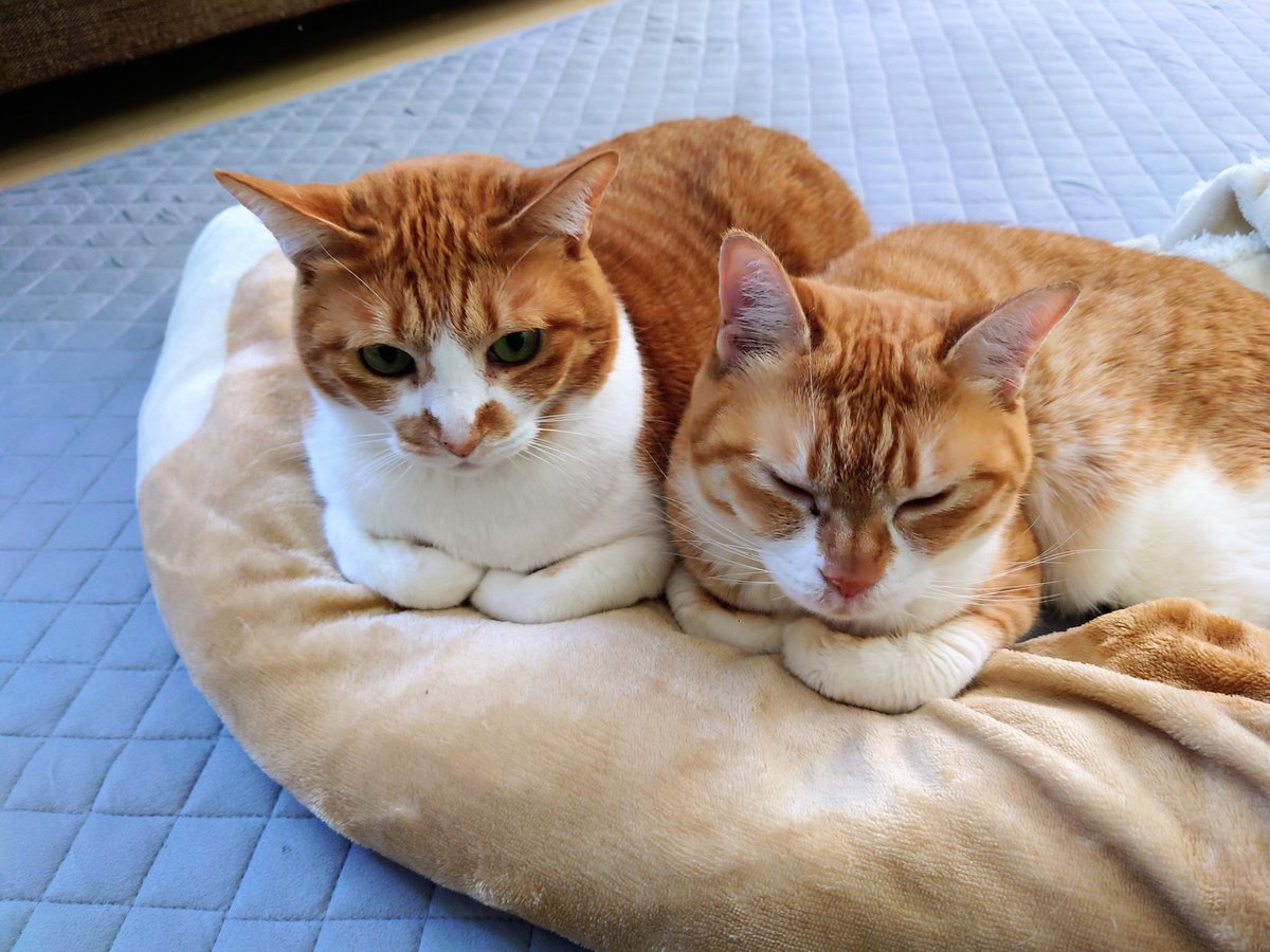 せい様❤️10点おまとめ割引済み 味の民芸 10%割引券 6枚 - メルカリ