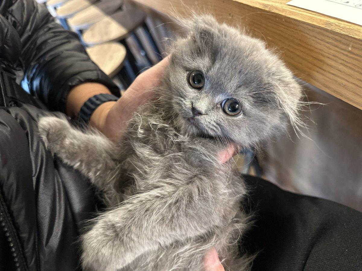 スコティッシュちゃんお迎えされました〜👏🏻👏🏻
猫じゃらしで元気に遊ぶ姿がすごく可愛かった、、🤭
新しいお家でも元気に大きくなってね❕
遠くからありがとうございました🙏🏻