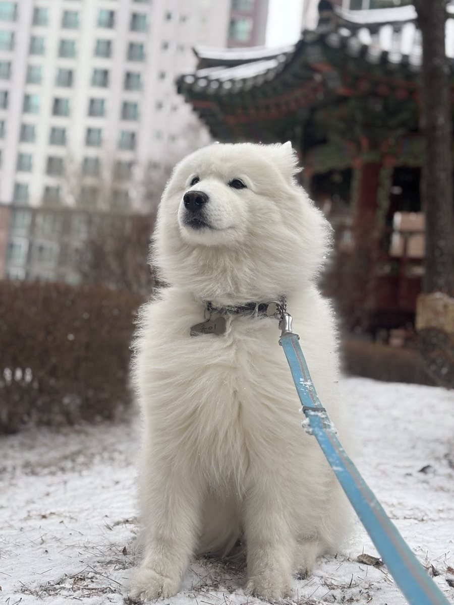 polarsom's tweet image. 눈이와요