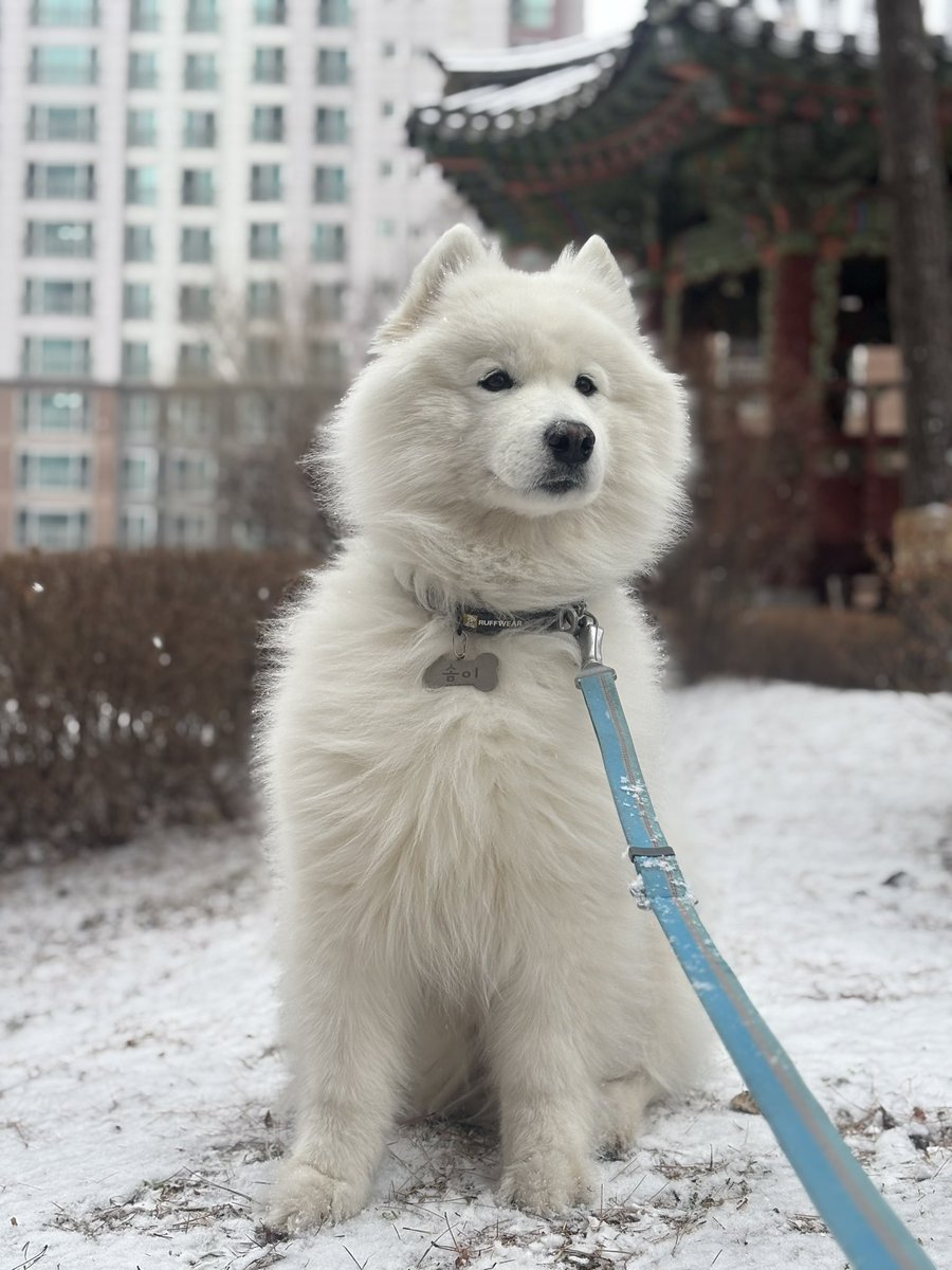 polarsom's tweet image. 눈이와요