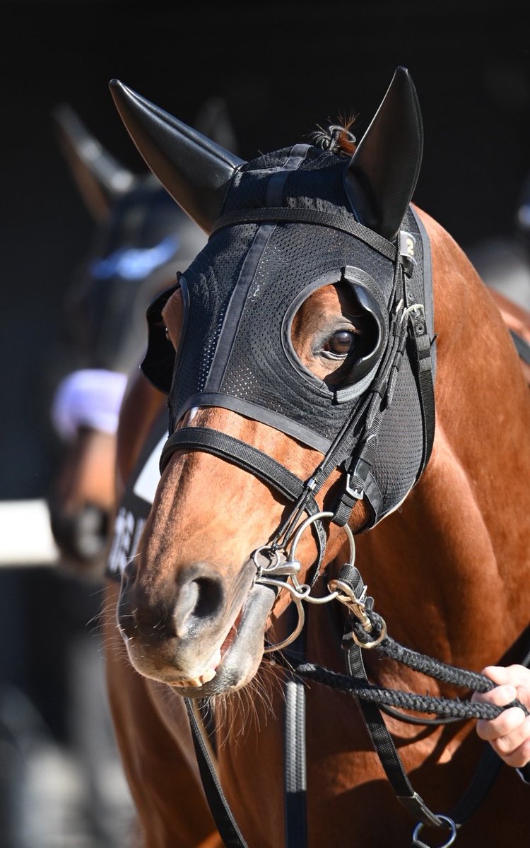 スペシャルウィークの血族を応援する会 (@specialweeklove) / Posts / X