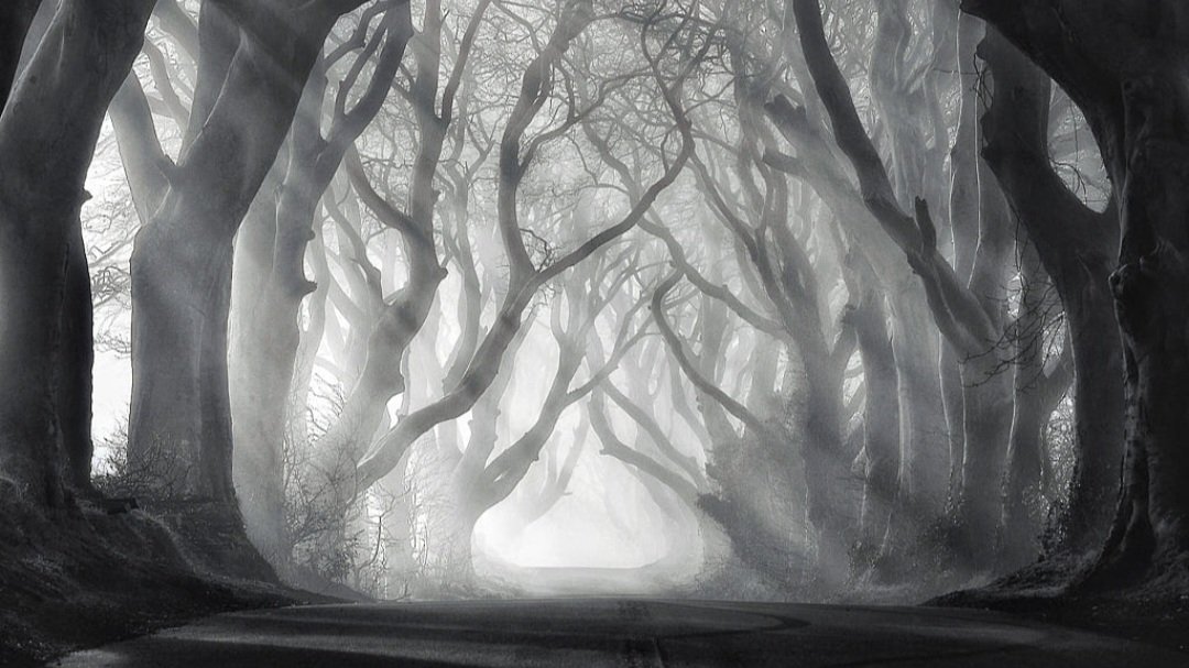 bhaskarnanda6's tweet photo. Foggy hedges https://t.co/F7TK3x9ZBi