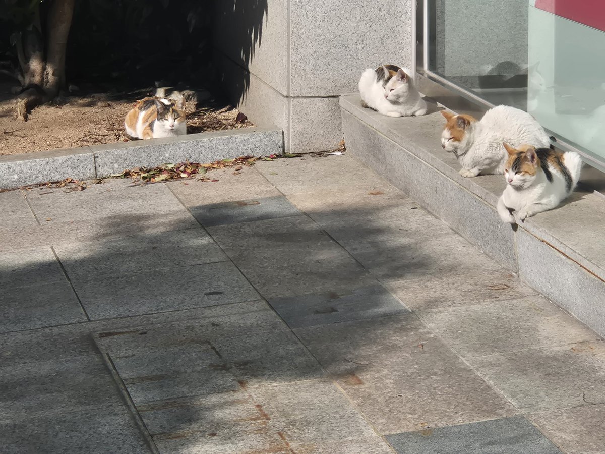 onlyleftt's tweet image. 햇볕 아래 식빵 굽는 애옹이들