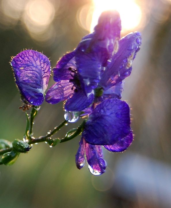 Art of the Day! "monkshood flower". Buy at: ArtPal.com/knyghtshade?i=…