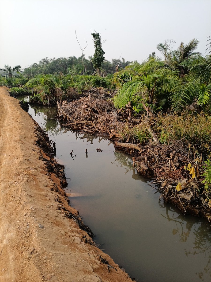 A forest is more than trees.It's a web of life. Deforestation doesn't just clear land—it collapses entire ecosystems, pushing countless species to extinction and unraveling life's delicate balance. 🐒🌿 #biodiversitycrisis