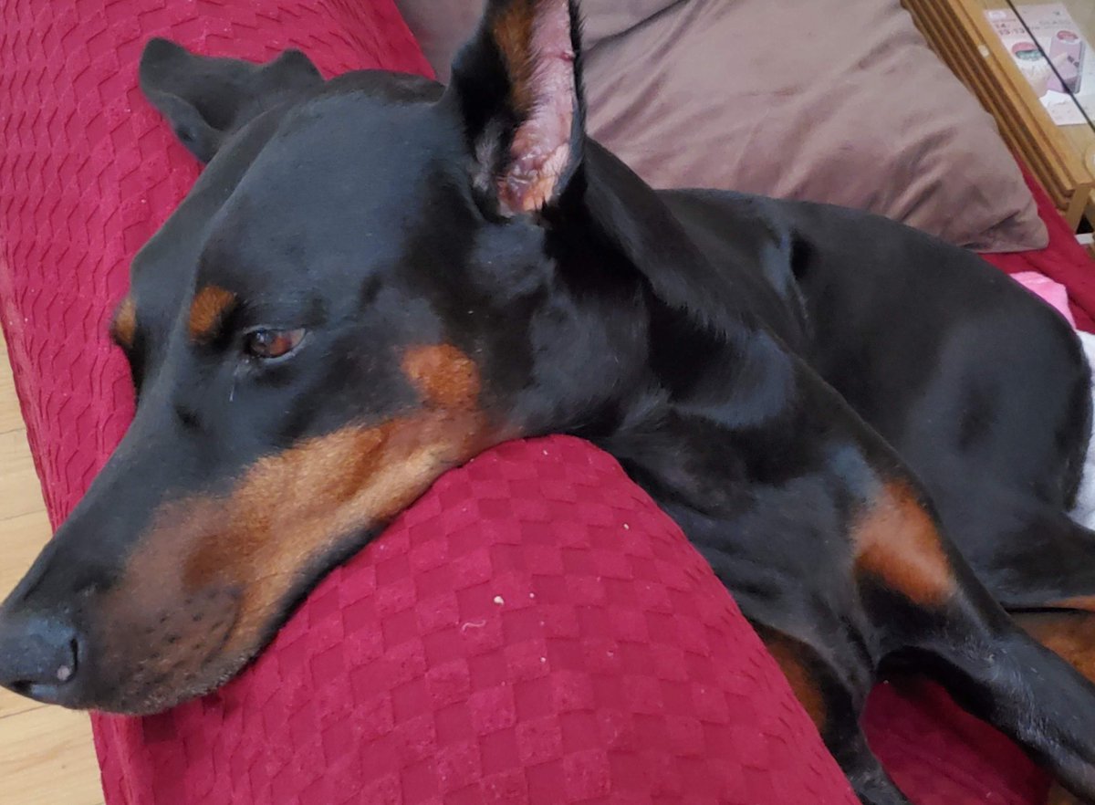 モトロ (@motoro_) on Twitter photo 