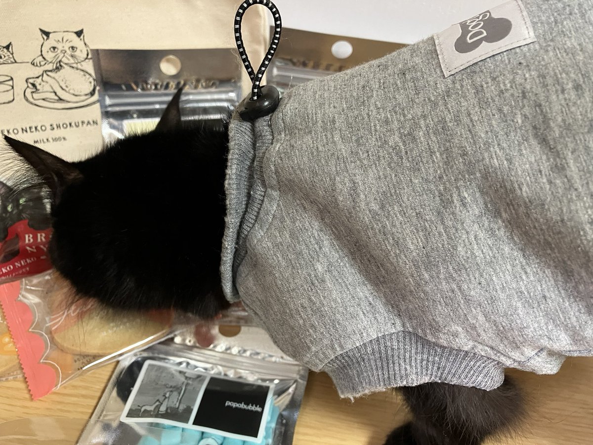 雪猫 (@yukineko_neko_s) / Posts / X