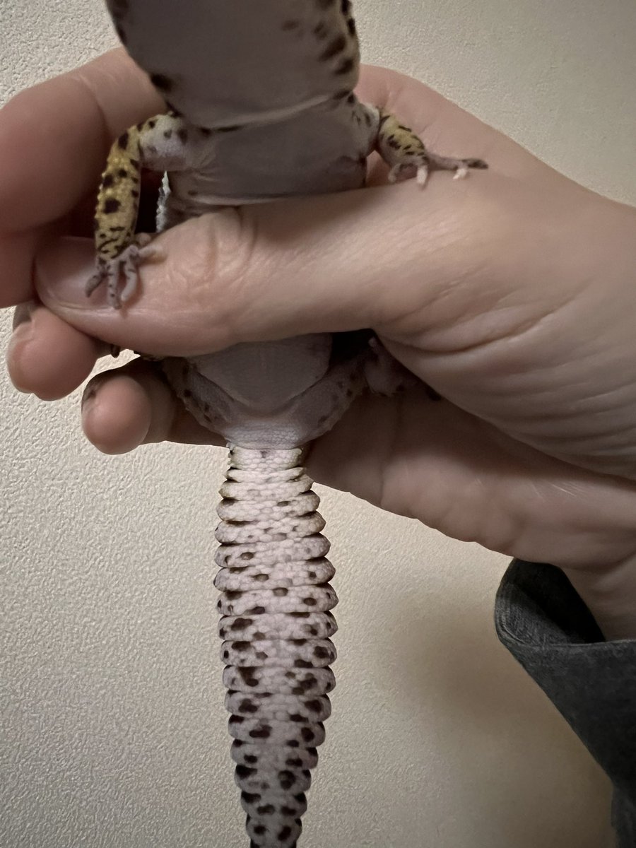 誤字ラー桜蝶⋆*✩⑅◡̈⃝*4/26JH浜松 tweet media