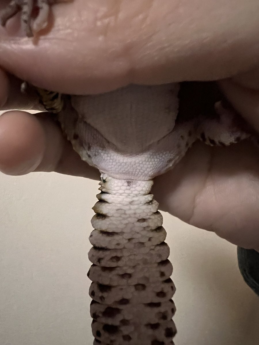 誤字ラー桜蝶⋆*✩⑅◡̈⃝*4/26JH浜松 tweet media