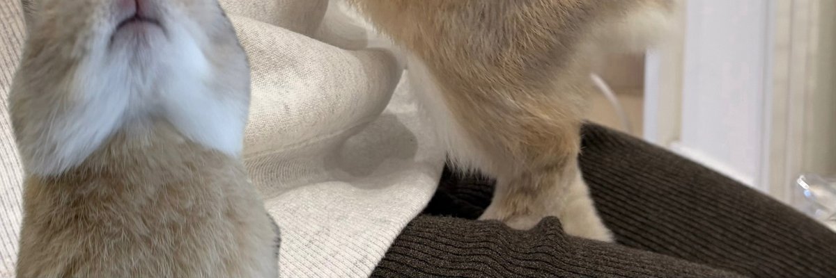moca_usa_mofu's tweet photo. ここをタップするとかわいいのが現れる🐰
Tap here to reveal cuteness.
