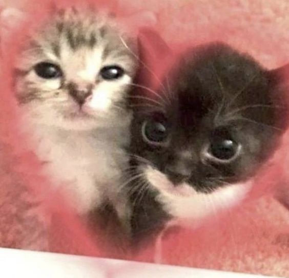 𝙿𝚊𝚗ᵕ̈ | ᴺᵒᵛᶦᵃ ᵈᵉ ˣᶦᵒ tweet media