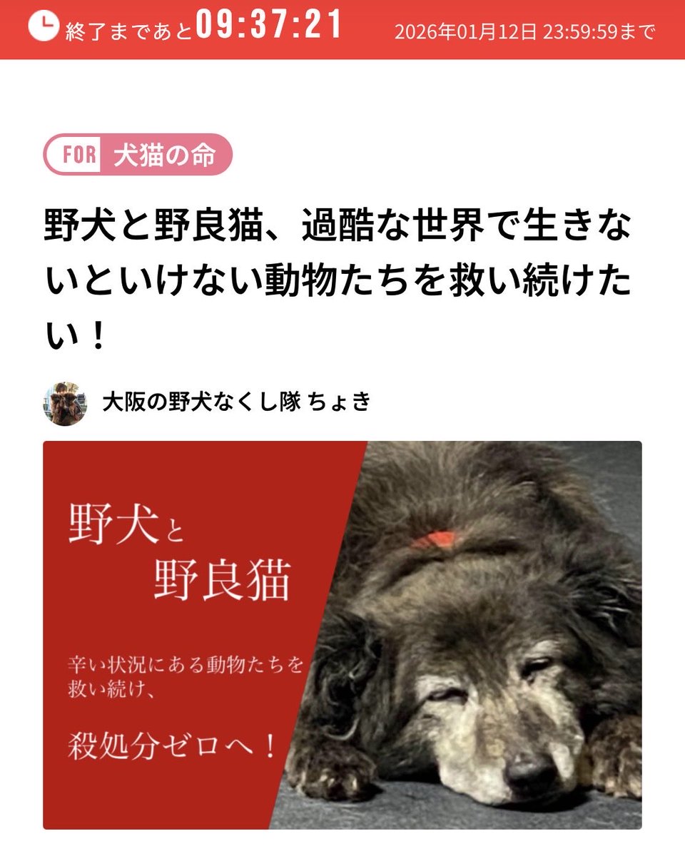 Pinokosagashi's tweet photo. 野犬や野良猫たちは
自ら過酷な世界を選んだわけではありません。
この問題は、明らかに人災です。

だからこそ
向き合い、行動し、命を救う責任も
私たち人間にあります。 https://t.co/I7gowrrY5Y