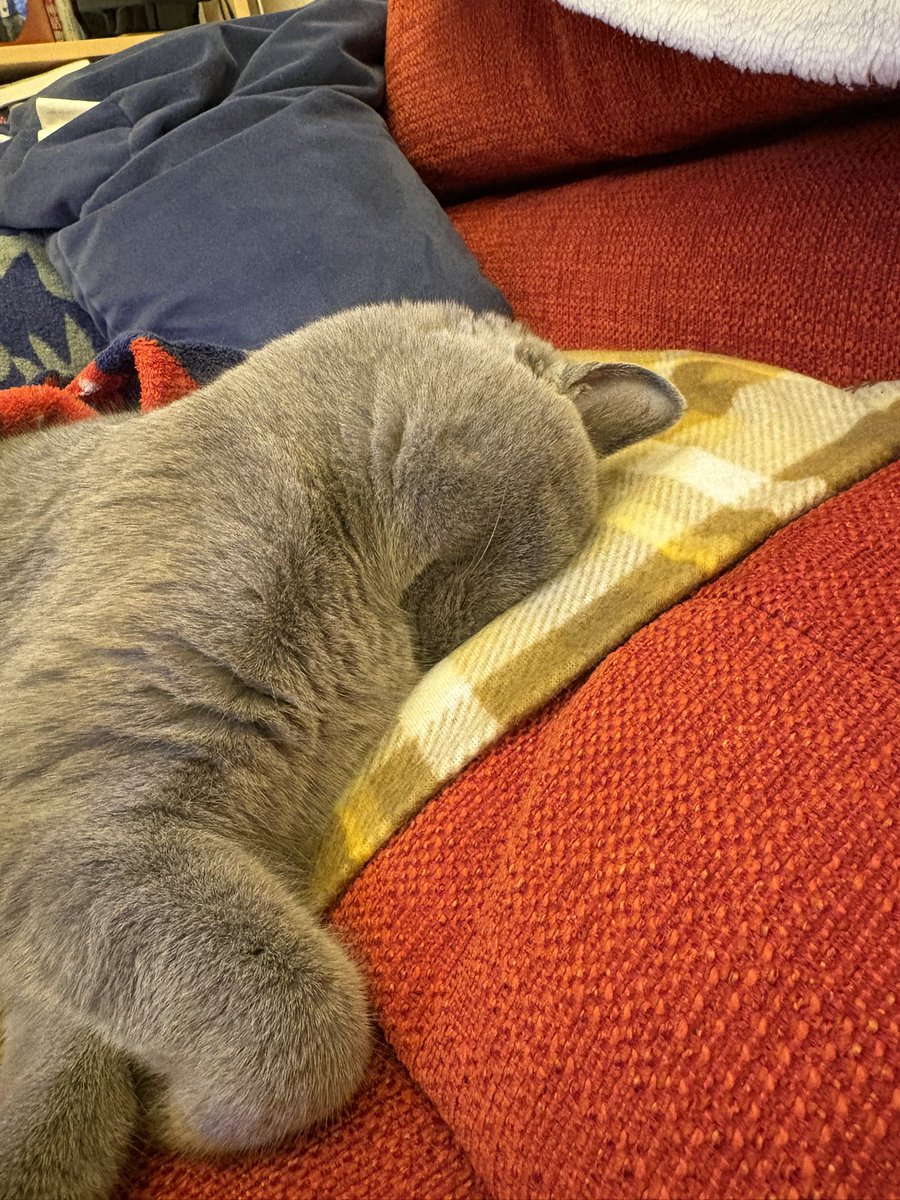 shinkosuke's tweet photo. 最近の就寝スタイル

絶望寝？

ふて寝？

#猫
#シャルトリュー https://t.co/hgU1LYOIoJ