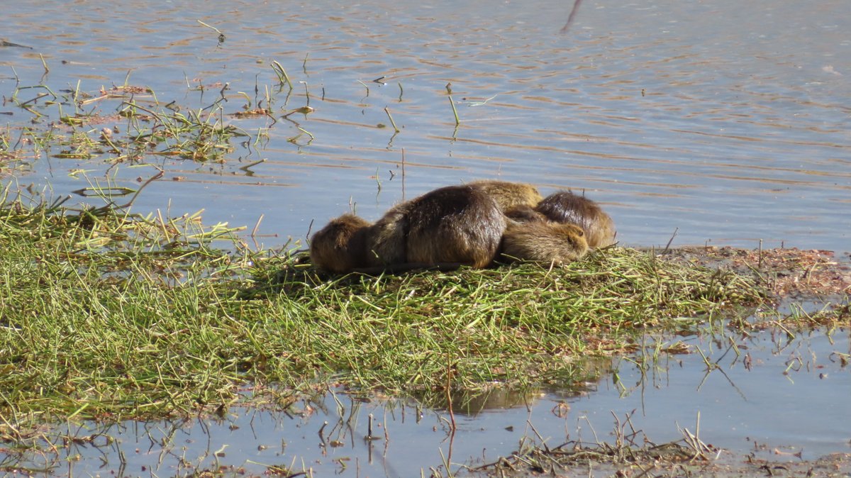 coypu_jp's tweet image. 昆陽池公園、ヌートリアの塊り、何匹居るのか判りません😅 1月11日撮影
#nutria #coypu #ヌートリア #ragondin #昆陽池公園