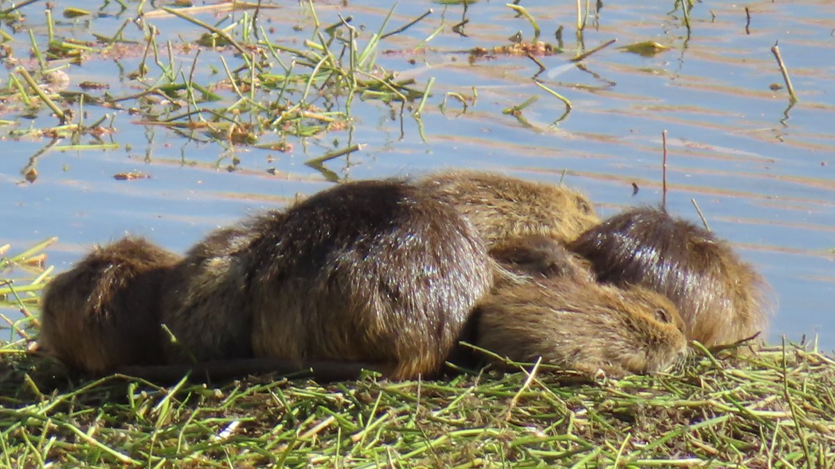 coypu_jp's tweet image. 昆陽池公園、ヌートリアの塊り、何匹居るのか判りません😅 1月11日撮影
#nutria #coypu #ヌートリア #ragondin #昆陽池公園