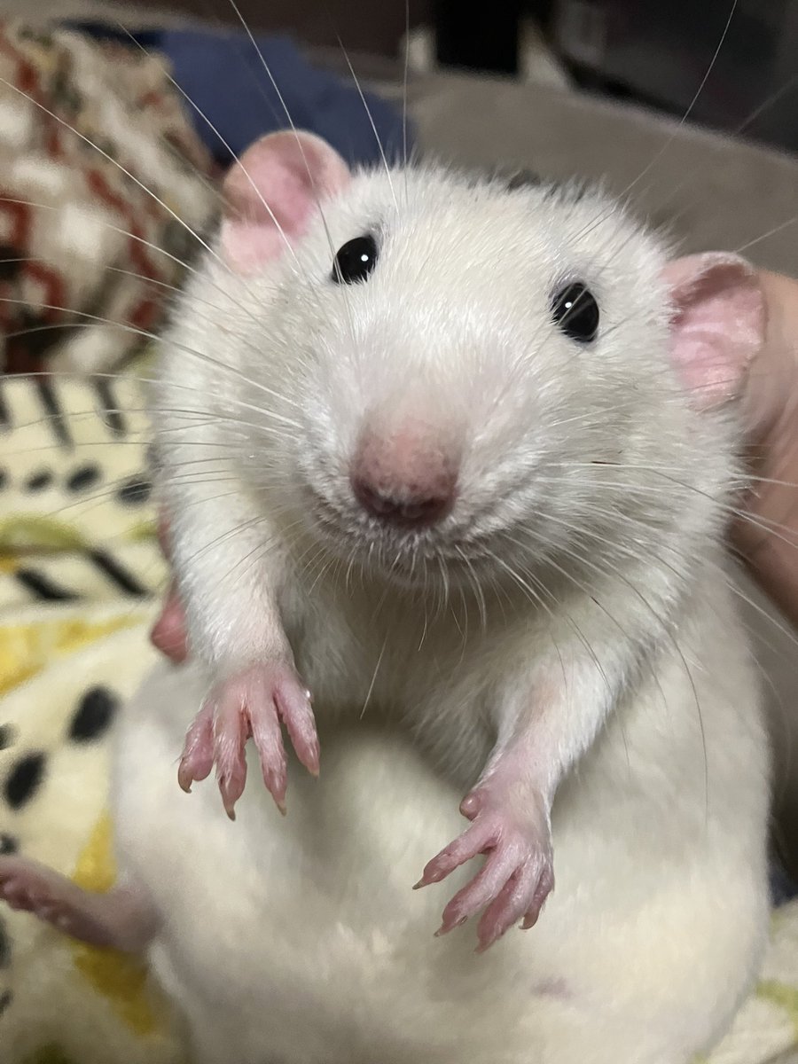 hanami2020115's tweet image. なんだろうな…ハムスターならかわいいで済ませるのに
ラットがやると害獣め！になるのなんでだろうな…