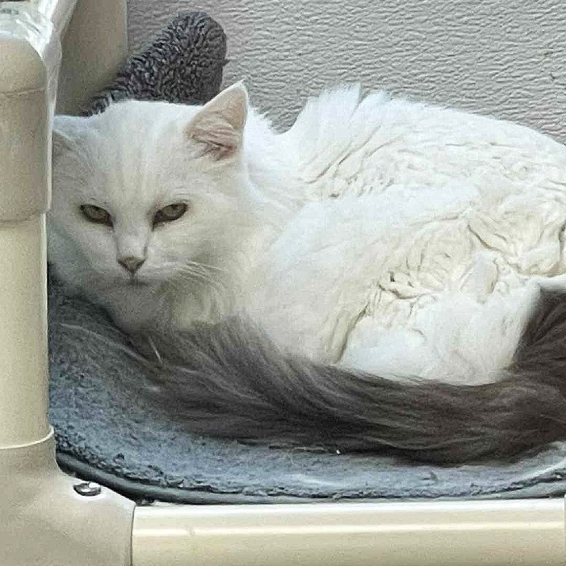 🙏🏽PLEASE SHARE
🌼Gorgeous, Sassy 6.8YO White &amp; Gray #TriPawd Kitty "ARYA"🌼
🔊Needs A Loving, Cat Savvy 🏠#FureverHome🏠
➡wecareanimalrescue.org/adoptable-cats…
🙏🏽#Adopt #AdoptDontShop #AdoptMe
#StHelena, #CA #NapaValley #Norcal #Cats
☑Cats <a href="/wecare_rescue/">WeCareAnimalRescue</a> #PerfectlyImperfect