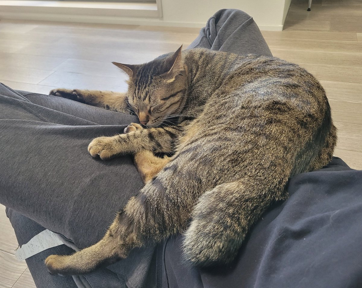 しぴこめᓚᘏᗢ (@chipie0826) / Highlights / X