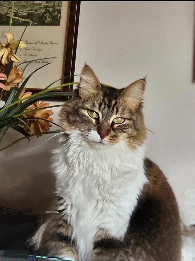 DeGatitos_'s tweet image. Tiene 3 añitos y queda desolada.
A su mama la internan en 1 geriátrico y nadie puede hacerse cargo de ella.
Que triste cuando pasan estas cosas.
Es un abandono, no premeditado, pero abandono al fin, para la pobre gata.
No hay flia.
No hay nadie.⬇️