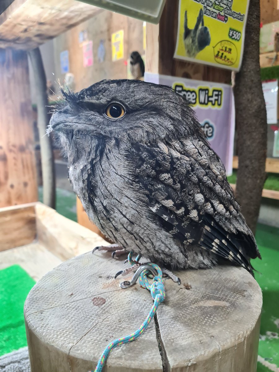 先日、フクロウの巣カフェさん行ってきた🦉
カラカラ可愛すぎてもう💓
そして久々のクロワシの重さ、懐かしかったなぁ
ニセメンさんはくまちゃんよりガッチリしてた！
ガマもいました🐸