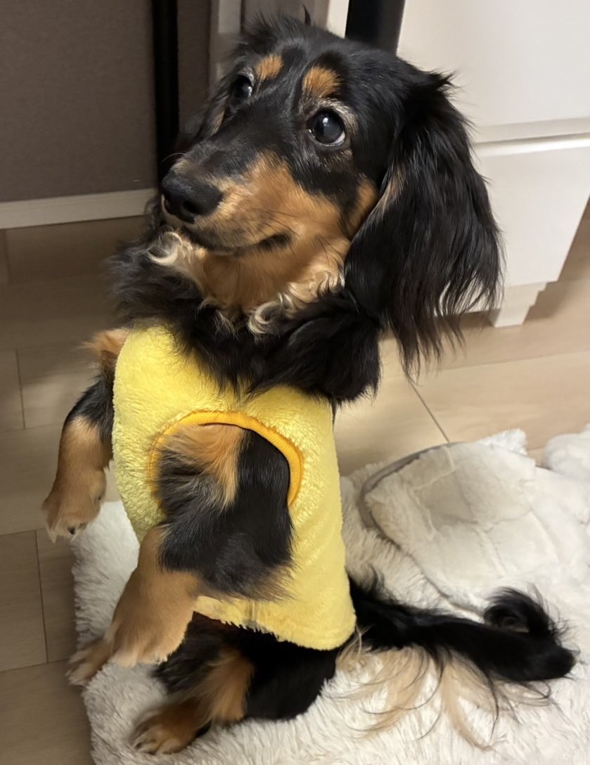 みーやきゃっと ずーっとこうやって座ってたんやけど… あなたミーヤキャットになったの？😂