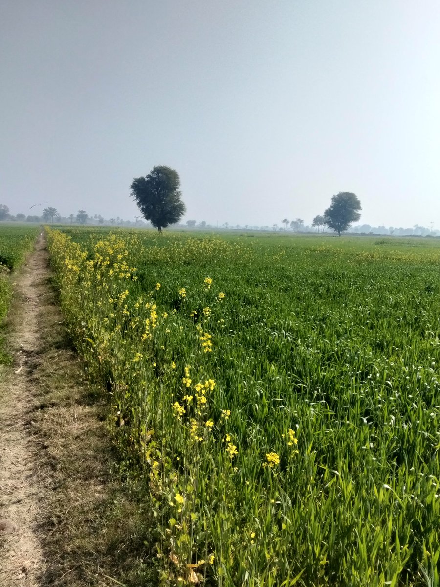 गांव की हरियाली 🥰🥰

आप शहर से हो या गांव से? 🤔