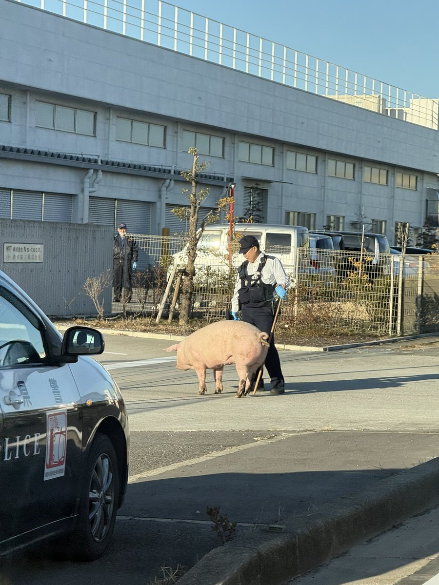 meipan_game's tweet photo. 国道23号のインターで豚が道塞いでた🐷 https://t.co/WvuJhtZG6b