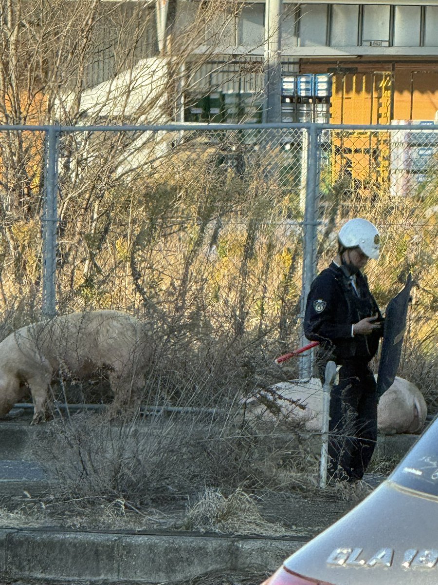 meipan_game's tweet photo. 国道23号のインターで豚が道塞いでた🐷 https://t.co/WvuJhtZG6b