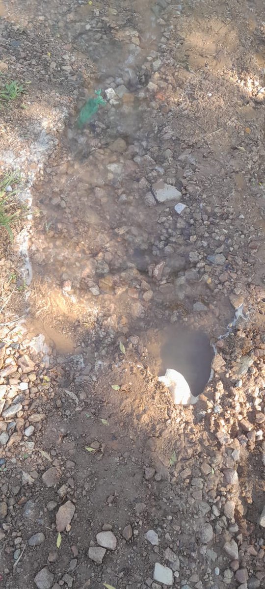 Alet van Rensburg tweet media