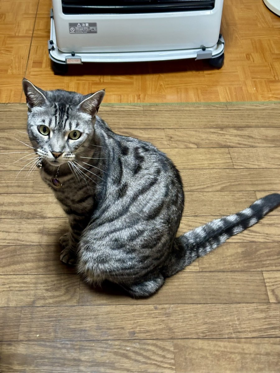 チャッピー（ChatGPT）先生に頼むと… コレがこうなって、さらにこう