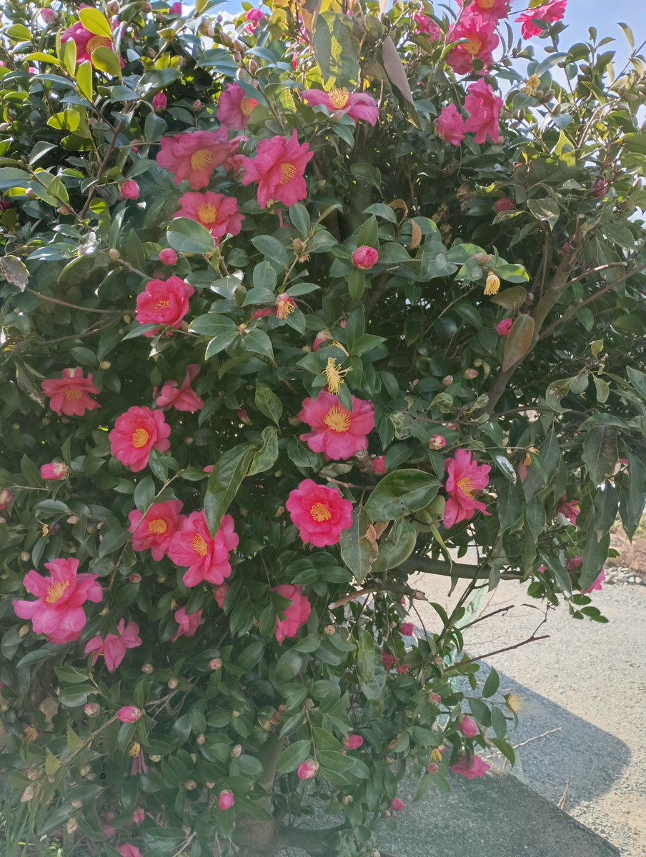 カラヤ3 (@Erichbubi3) / Posts / X