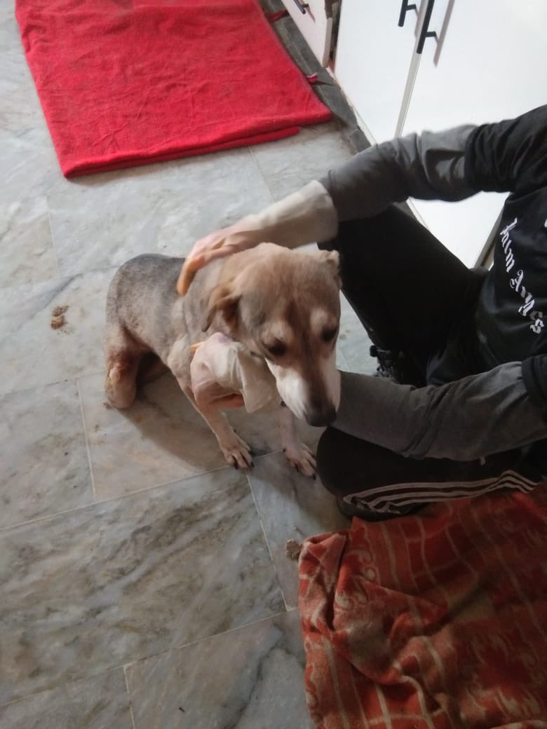 laps_zeba's tweet photo. Cold & Freezing nowadays, and since we don’t have electricity it’s hard to keep them warm
Some of the older dogs are having issues with stiff joints
help us buy blankets and coal to keep them warm
https://t.co/skGEiH502X🙏
#freezing #dogsofX #needblankets ##animallovers https://t.co/5Fkup3Q9F7