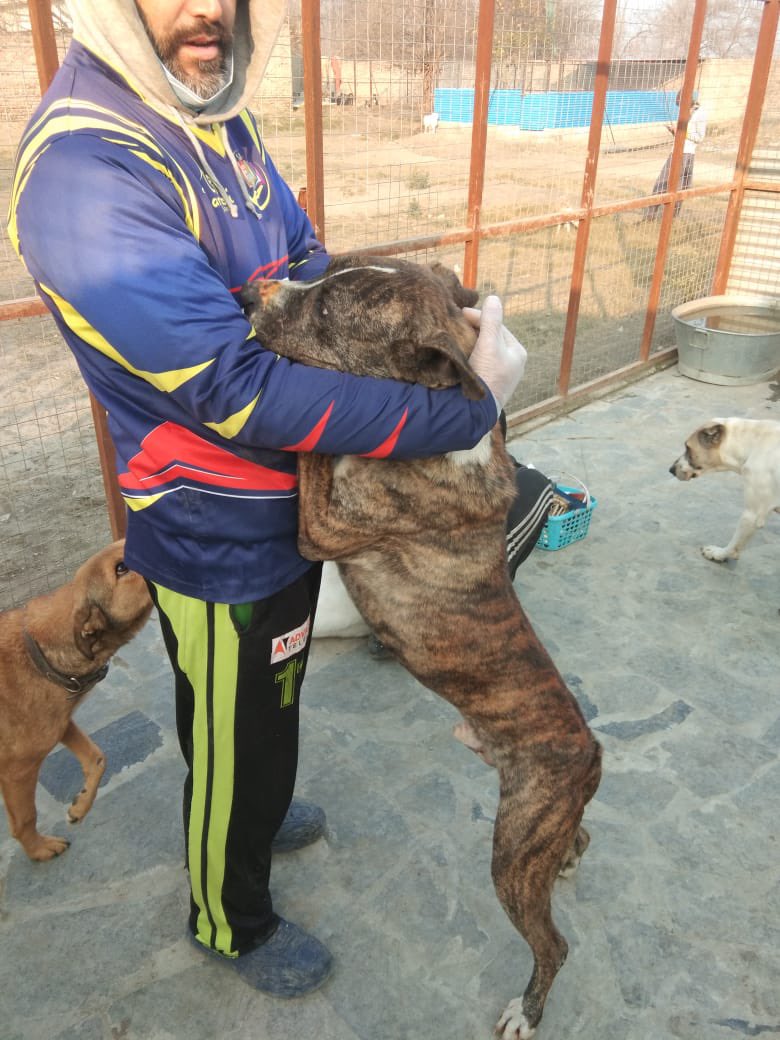 laps_zeba's tweet photo. Cold & Freezing nowadays, and since we don’t have electricity it’s hard to keep them warm
Some of the older dogs are having issues with stiff joints
help us buy blankets and coal to keep them warm
https://t.co/skGEiH502X🙏
#freezing #dogsofX #needblankets ##animallovers https://t.co/5Fkup3Q9F7