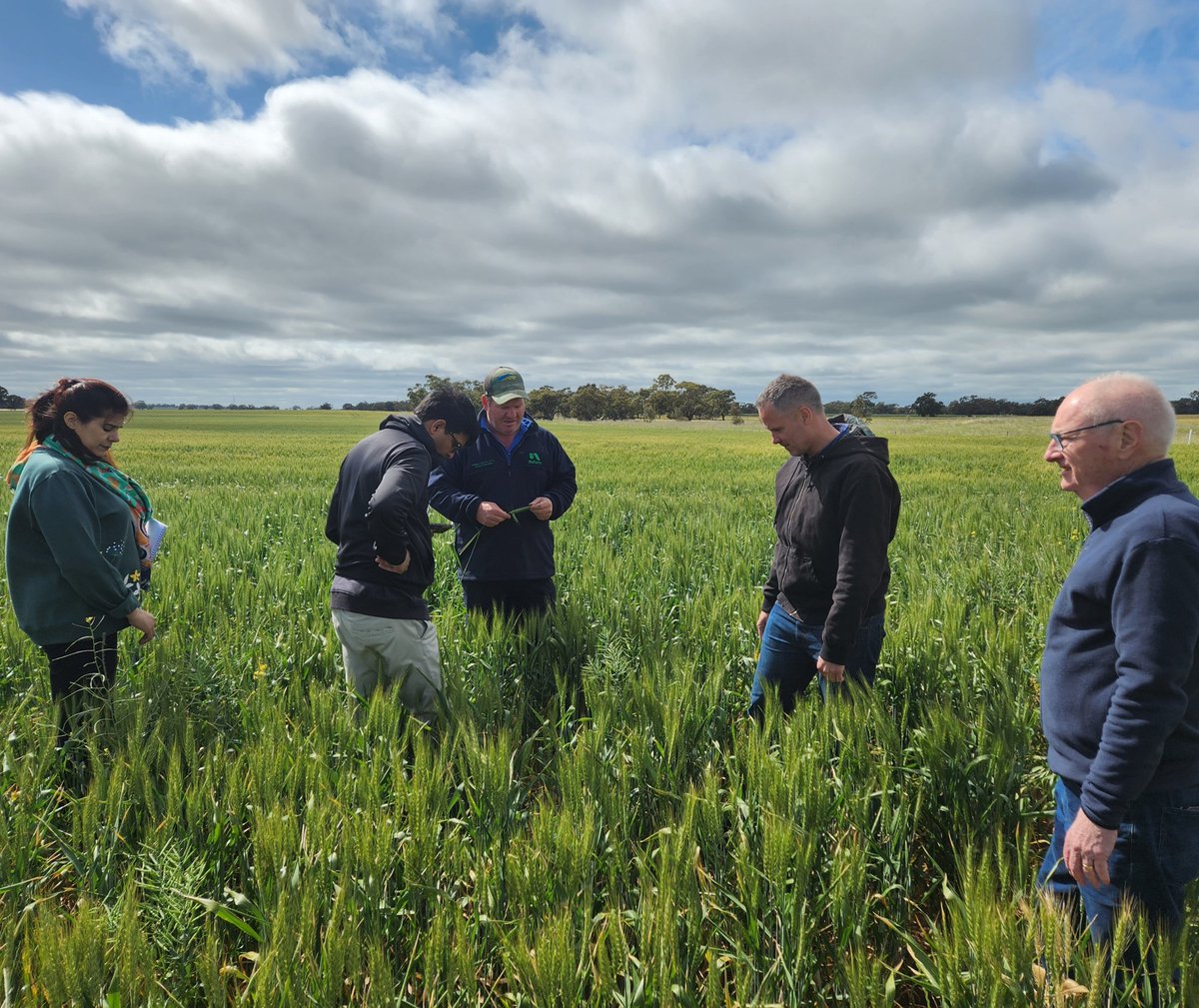 CrawfordFund's tweet image. 🇵🇰🤝🇦🇺 Researchers from Australia and Pakistan are working together to develop wheat enriched with iron and zinc, helping address the global challenge of hidden hunger through biofortification.

Full story 👉 bit.ly/4suZKum

#ZeroHunger #FutureofFood @UniMelb @VicGovAg