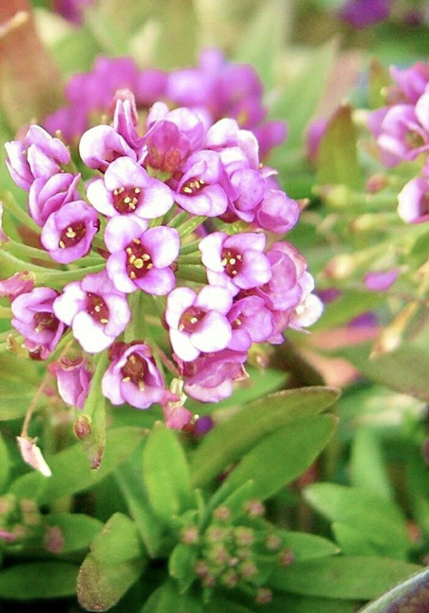 花y…ページ•*¨*•.¸♬︎ 巳んなが笑顔に」 ジャンボ花絵登場 安倍文殊院 桜井 ／奈良 | 毎日新聞