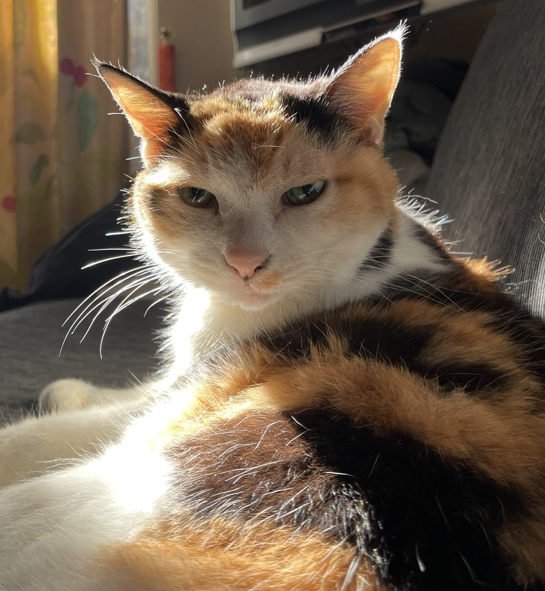 モンちゃんも今年で２０歳。
健康診断異常無し
すごい！