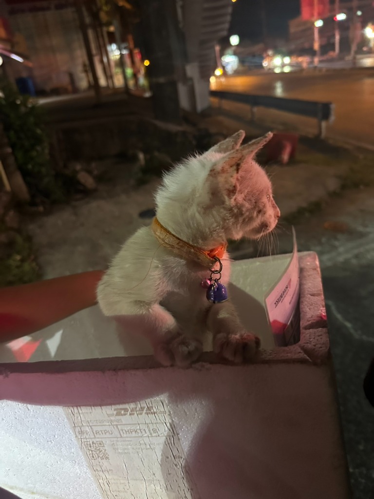 soidogthailand's tweet image. สุดใจดำ 😢 เร่งช่วยลูกแมวป่วยถูกคนนำใส่กล่องมาทิ้ง คาดเจ้าของมองเป็นภาระ ไม่อยากรับผิดชอบดูแลอีกต่อไป ตอนนี้น้องอยู่ที่มูลนิธิฯแล้ว คุณหมอตรวจพบว่ากำลังป่วยเป็นโรคผิวหนังอักเสบจากปรสิตใบหน้าและหูทั้งสองข้างมีแผลแห้งตกสะเก็ด หากปล่อยทิ้งไว้ก็อาจจะลุกลามไปทั่วตัว