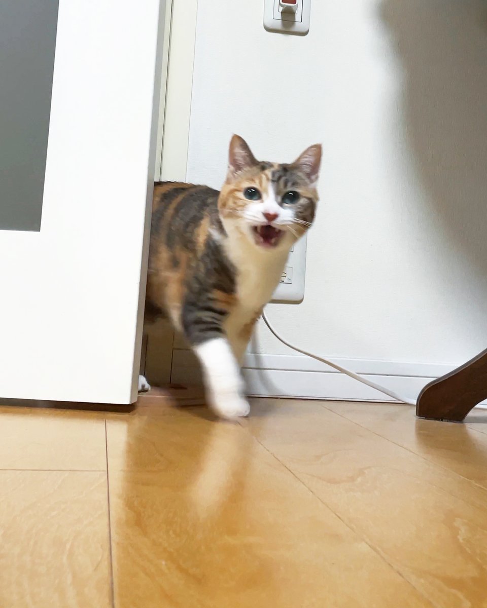 sobun_nekomanga's tweet photo. 2ページ猫漫画「ハイテンション」
去年肛門腺が腫れた時、うんちが小さくて細くなったので良いうんちだとほっとします🌼