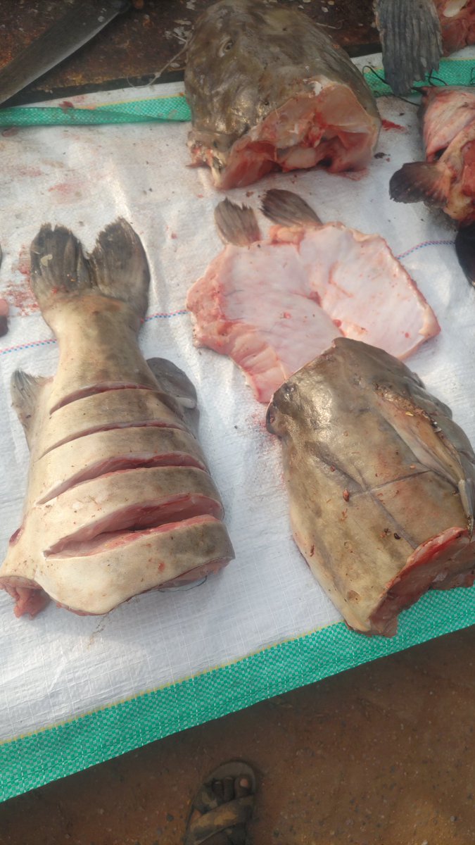 Samaki wa Ziwa Tanganyika.
Jina: Kibonde
Sifa: Samaki mtamu sana, kipande hapo ni 6000 tu, kichwa 8000 soko Marungu.