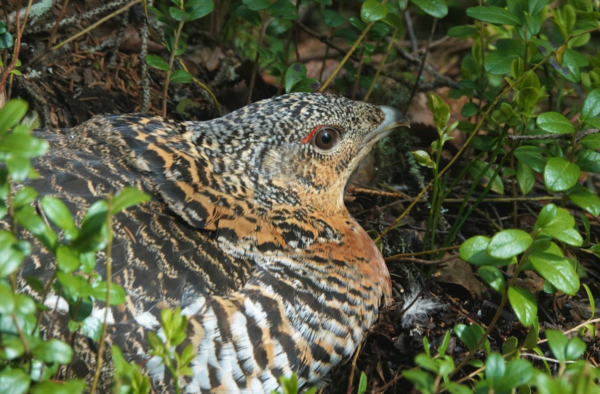 Alan Davies tweet media
