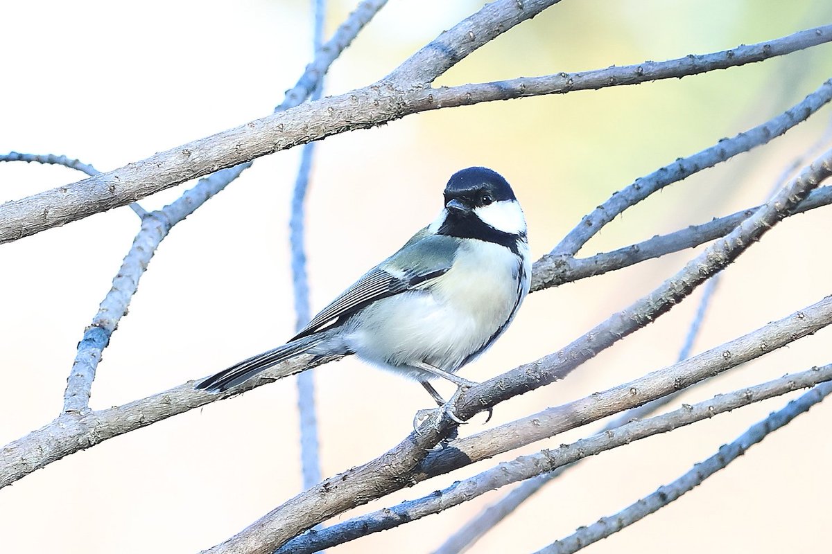 暇人は公園へ 小さい鳥さん撮るの難しい AFが使い物にならないからMF