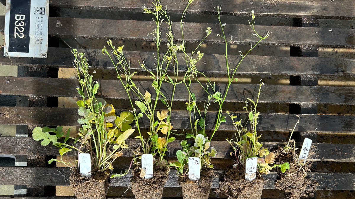 Roberto Busi tweet media