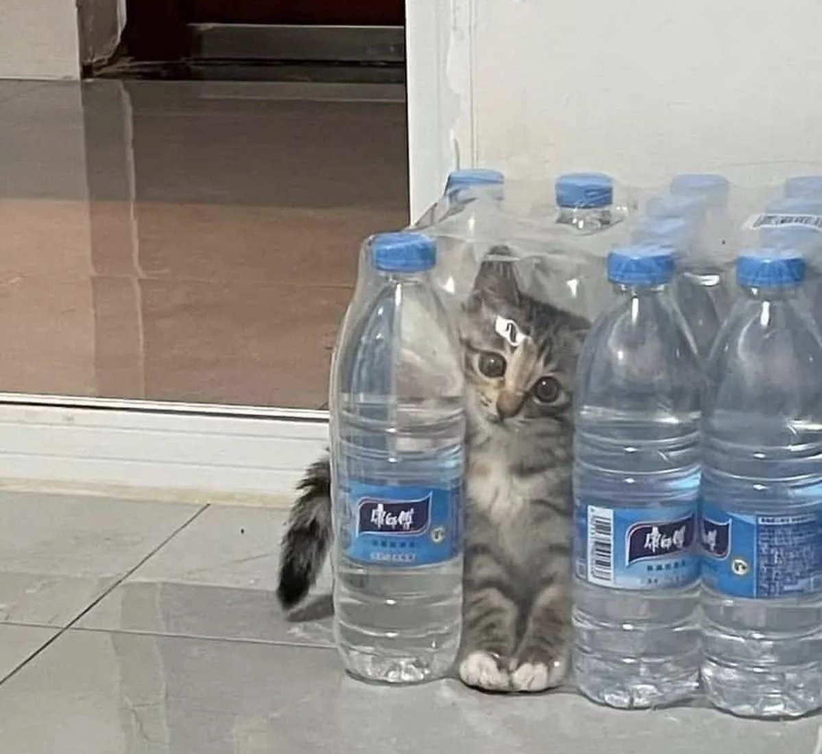 catshouldnt's tweet image. 