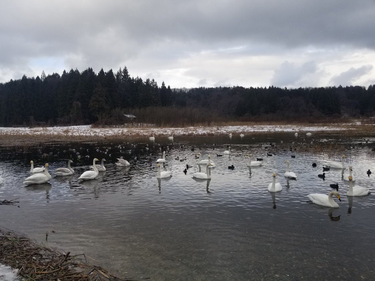 年々白鳥さんの飛来数が減ってきているような気がする