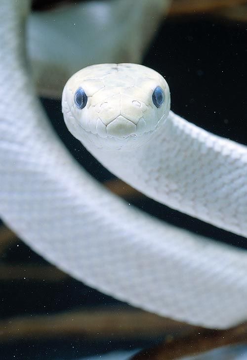 ShenRussyy's tweet photo. George Russell and his snake form https://t.co/DrXiiHLHaE