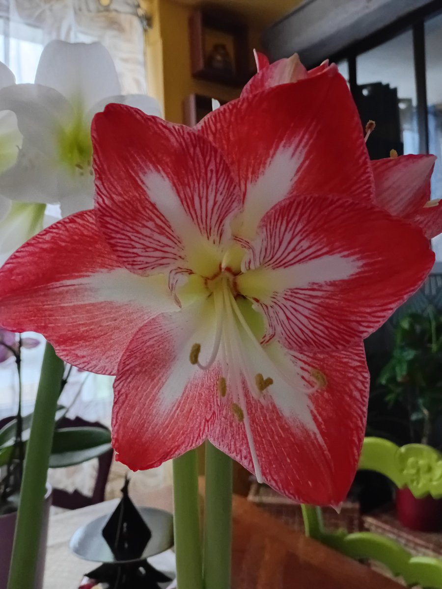 Neliak. 🏳️‍🌈 tweet media