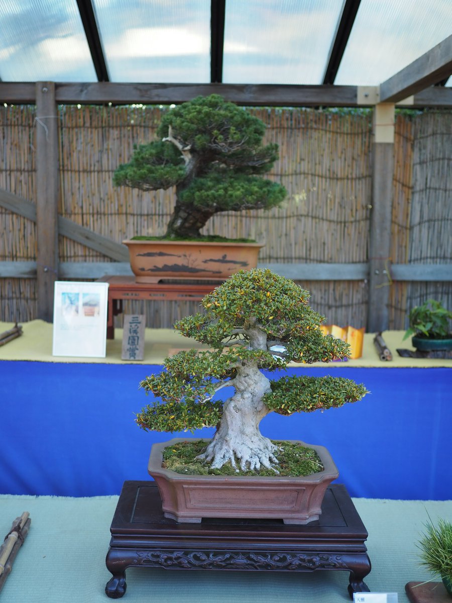 HSankeien's tweet image. 盆栽展を1月25日(日)まで開催しています。
松柏類、雑木を中心に、花や実をつけた盆栽も展示。
盆栽についての質問や、お手入れの相談も受け付けています。盆栽は初心者という方も、お気軽にお立ち寄りください。
sankeien.or.jp/event/9768/
（共催：横浜三溪園皐月会 ）