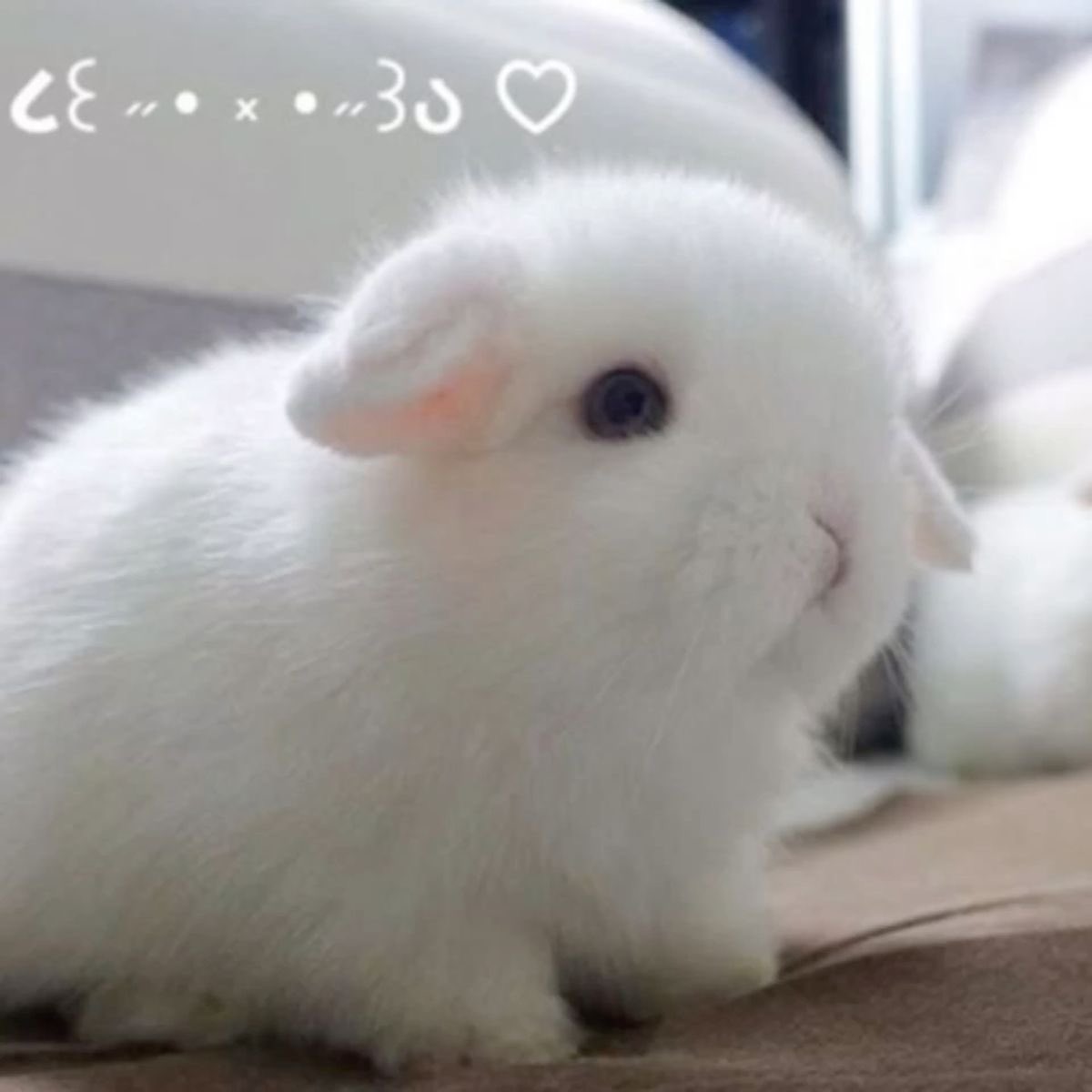 Bunnies (@bunnies) on Twitter photo 