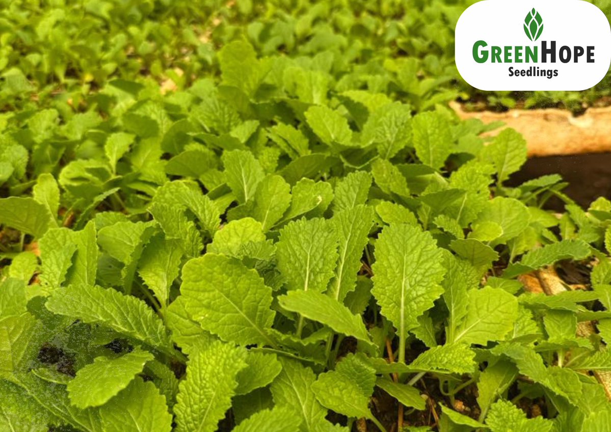 Happy Monday Farmers!

“Life on a farm is a school of patience; you can’t hurry the crops or make an ox in two days.”
Henri Alain.

#Greenhopeseedlings
#seedingyoursuccess