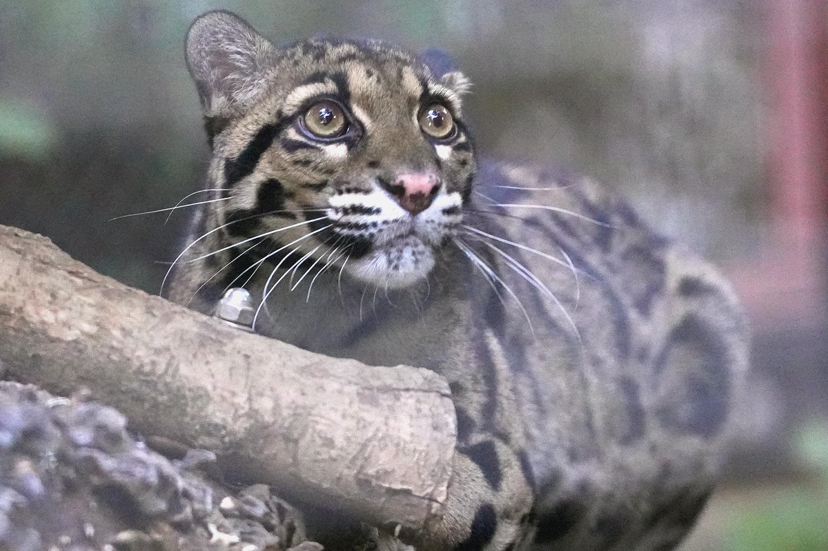 さっちゃん (@Sacchan31) / Posts / X